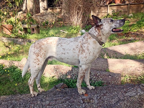 Sam, an Australian Cattle Dog, standing on a log