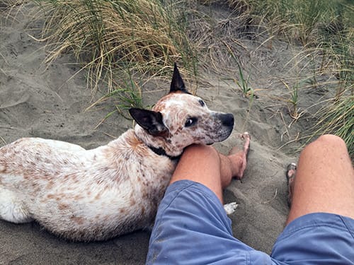 Sam at the beach, lying next to me with his head on my leg, looking up at me