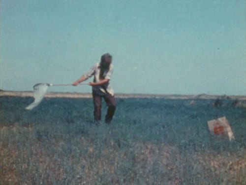 A man in a field waving a net to catch butterflies