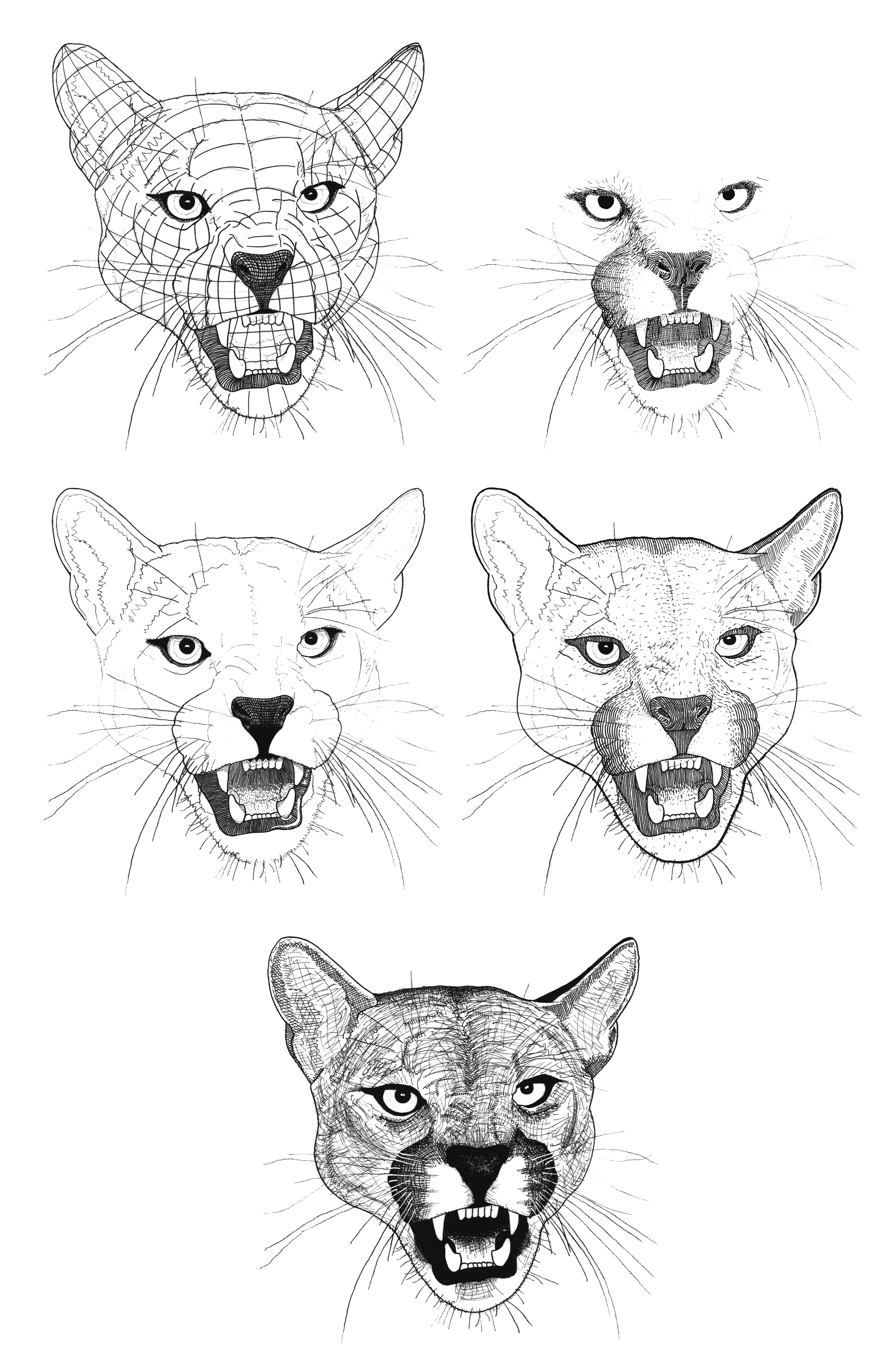 Cougar sketches