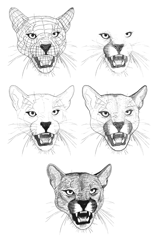 Five sketches of a cougar’s face