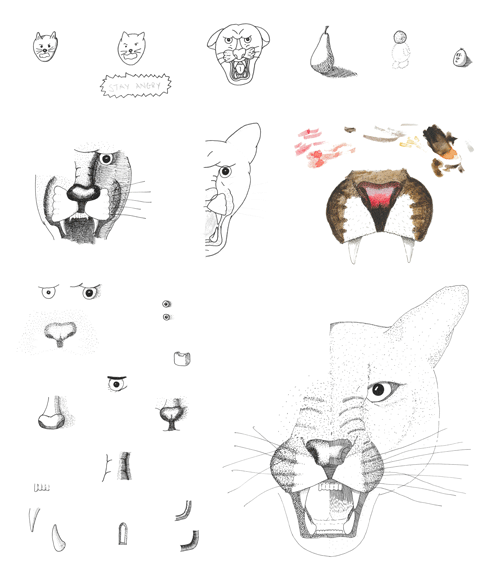 Sketches of a cougar’s face